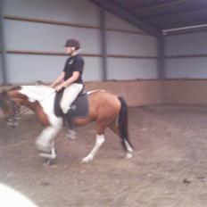 Anden særlig race Spirit - solgt