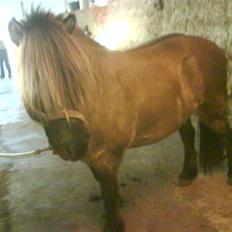 Anden særlig race Mulle ¤halvsøsters¤