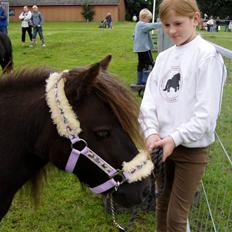 Shetlænder Søndergårds Fie II