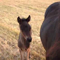 Islænder Tritla fra Lindebjerg
