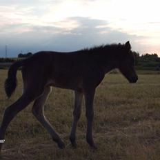 Islænder Tritla fra Lindebjerg
