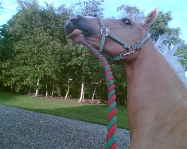 Palomino Miss Saigon (solgt) billede 3