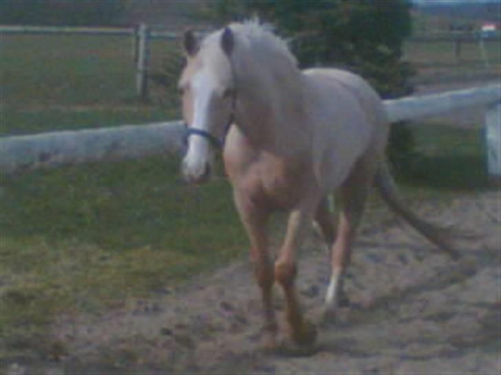 Palomino Miss Saigon (solgt) billede 4