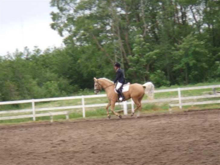 Palomino Miss Saigon (solgt) billede 5