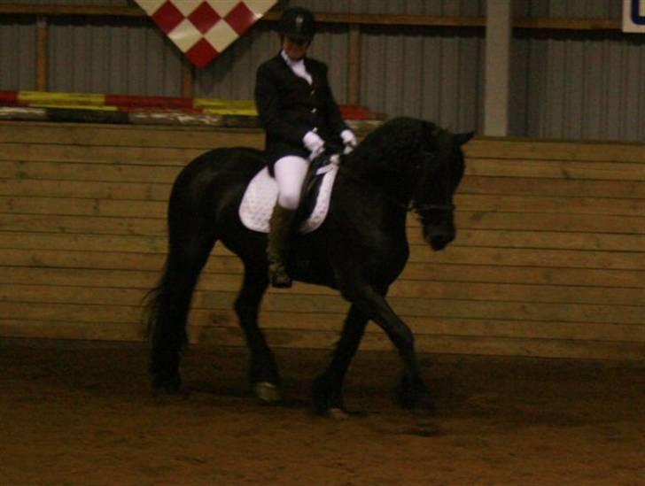 Frieser Nelly. (Solgt) - Til stævne billede 15