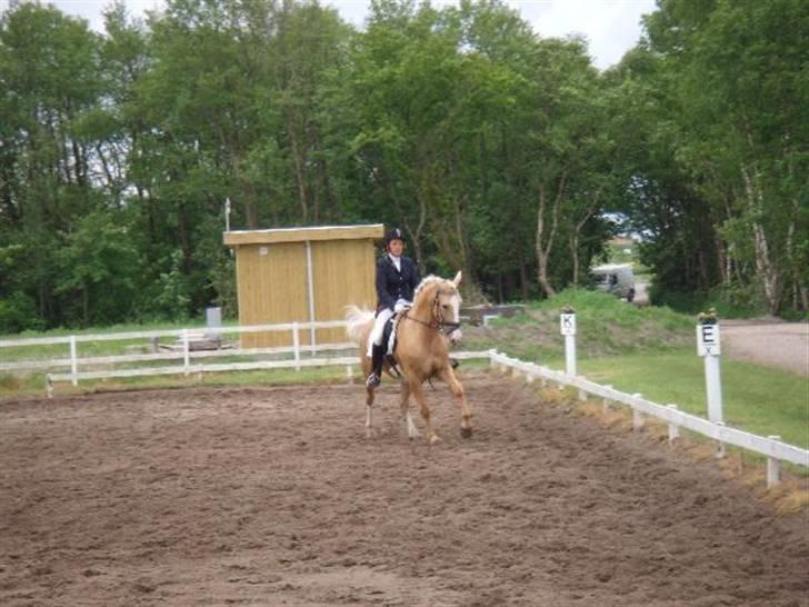 Palomino Miss Saigon (solgt) billede 6