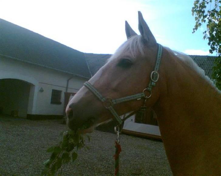 Palomino Miss Saigon (solgt) billede 7