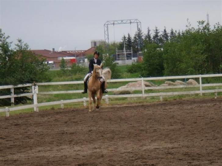 Palomino Miss Saigon (solgt) billede 8