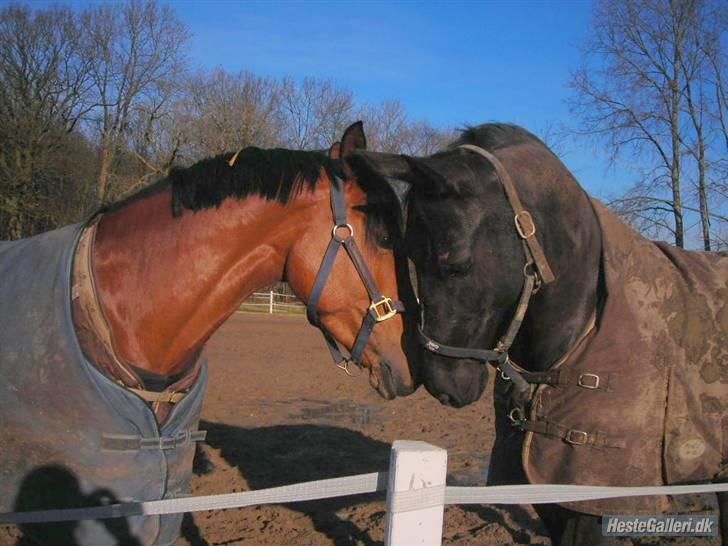 Anden særlig race Trojka (Himmelhest) billede 18