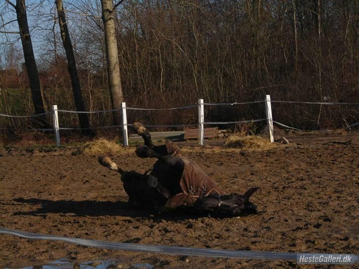 Anden særlig race Trojka (Himmelhest) billede 19