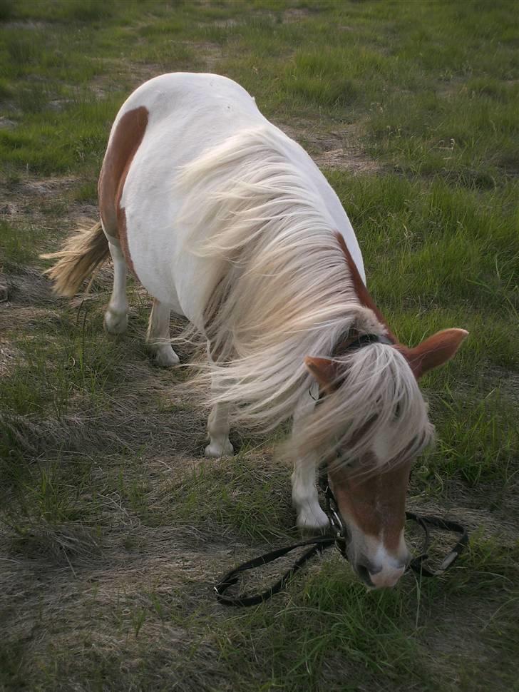 Shetlænder Lusi R.I.P <3 billede 7