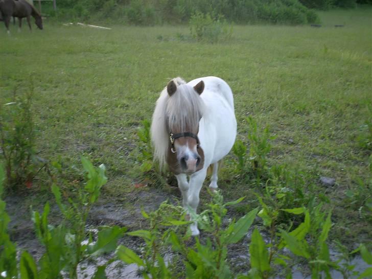 Shetlænder Lusi R.I.P <3 - en dagpå sommergræs :D billede 9