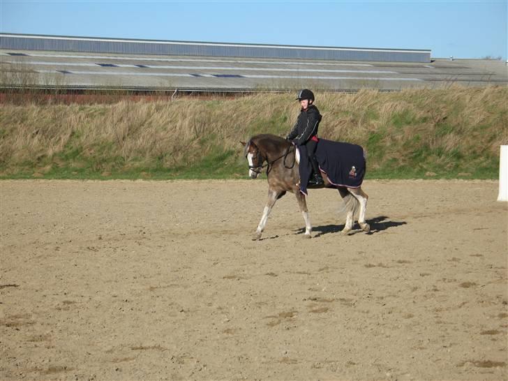 Welsh Pony (sec B) Den deel,s romeo - billede 7 billede 7