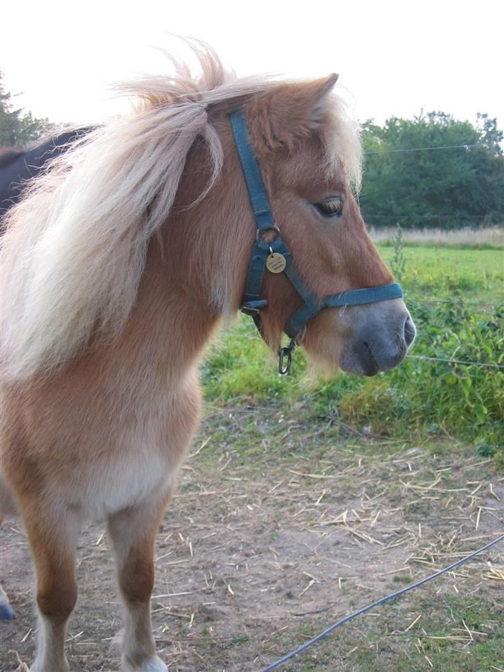 Shetlænder Freja billede 9