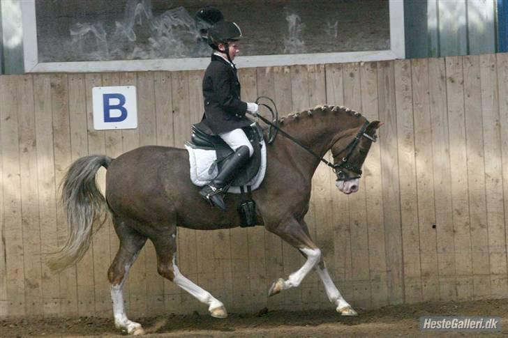 Welsh Pony (sec B) Den deel,s romeo - billede 10 billede 10