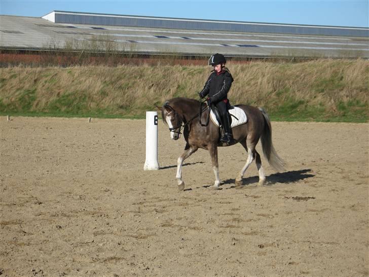 Welsh Pony (sec B) Den deel,s romeo - billede 11 billede 11
