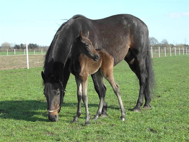 Traver Pippi Holmsminde - Ikke særlig gammel og med sin mor på fold billede 1