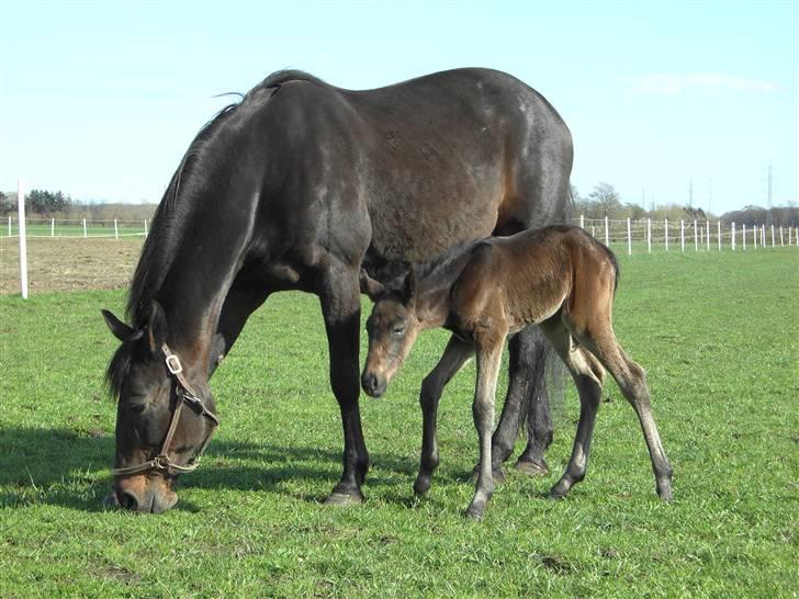 Traver Pippi Holmsminde billede 2