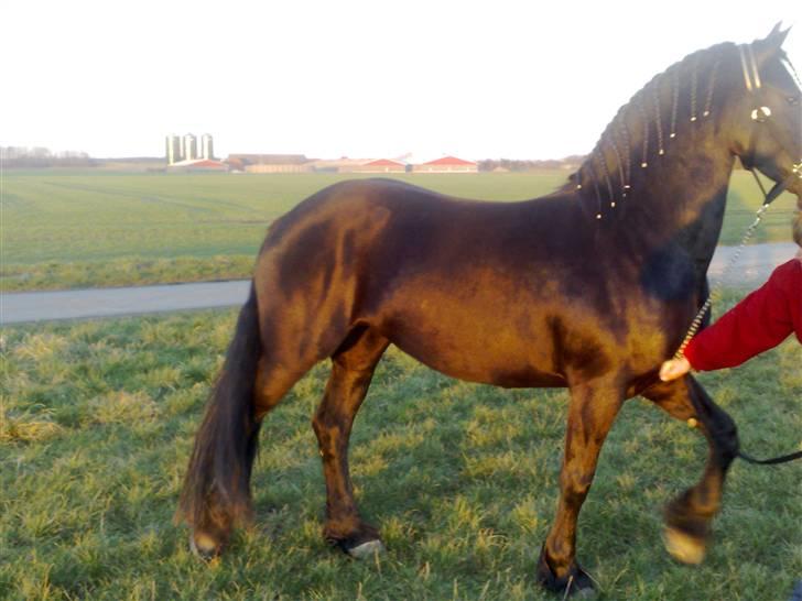 Frieser Nienke Sollenburg - Hesten er kulsort, selv om det ser ud til den er lidt brun billede 3