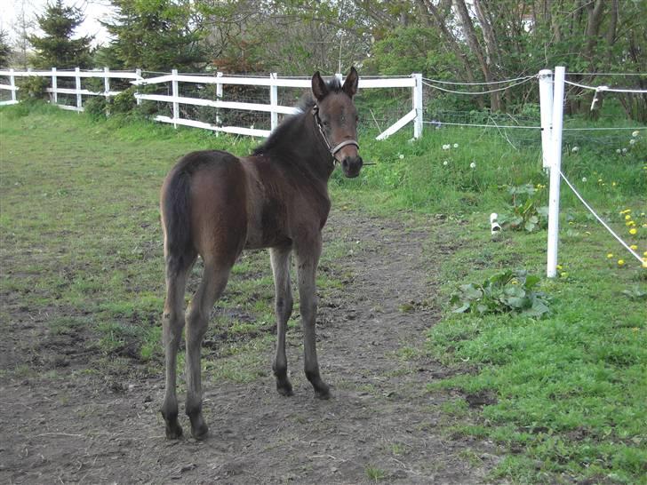 Traver Pippi Holmsminde billede 3