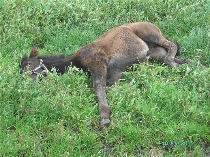 Traver Pippi Holmsminde billede 4