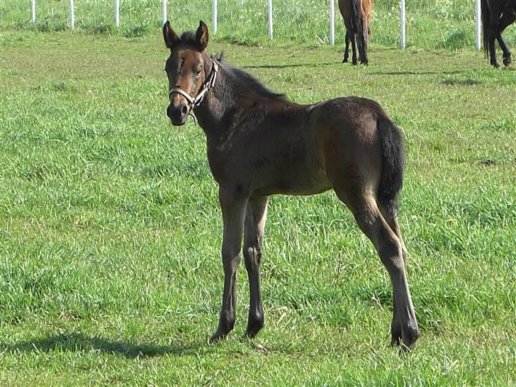 Traver Pippi Holmsminde billede 5