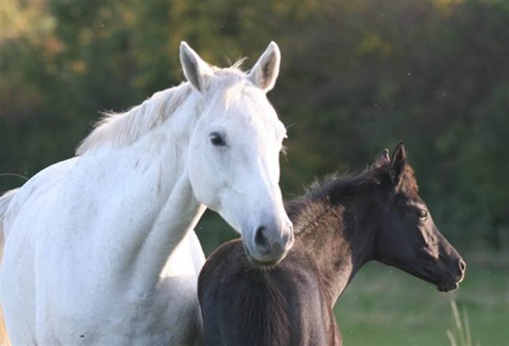 Trakehner Roxy VI - Roxy med hendes føl Rivierra, som nu er vænnet fra billede 1