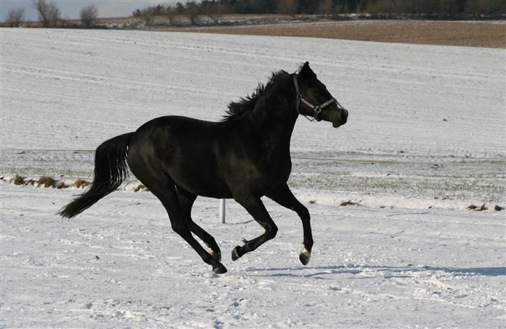 DSP Pandora - Pandora, 09.02.09 billede 10