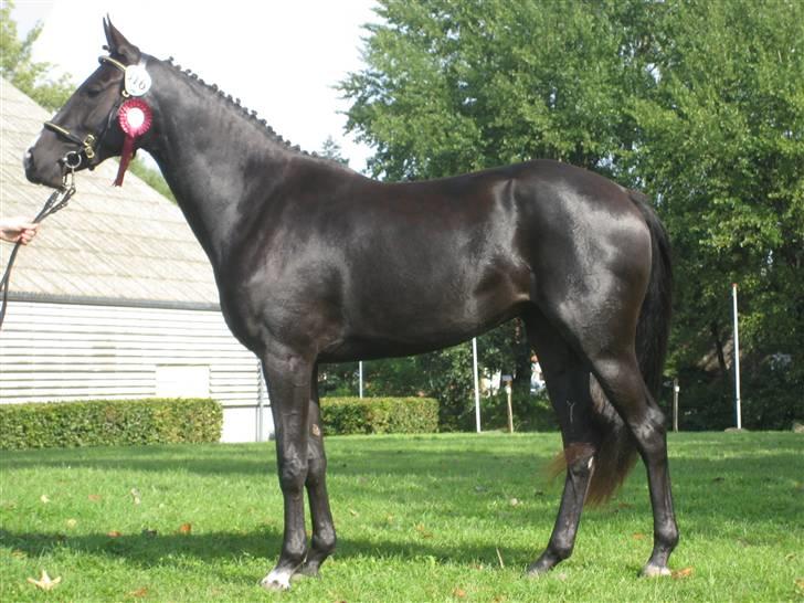 DSP Pandora - Pandora, Eliteskuet 2008 billede 11