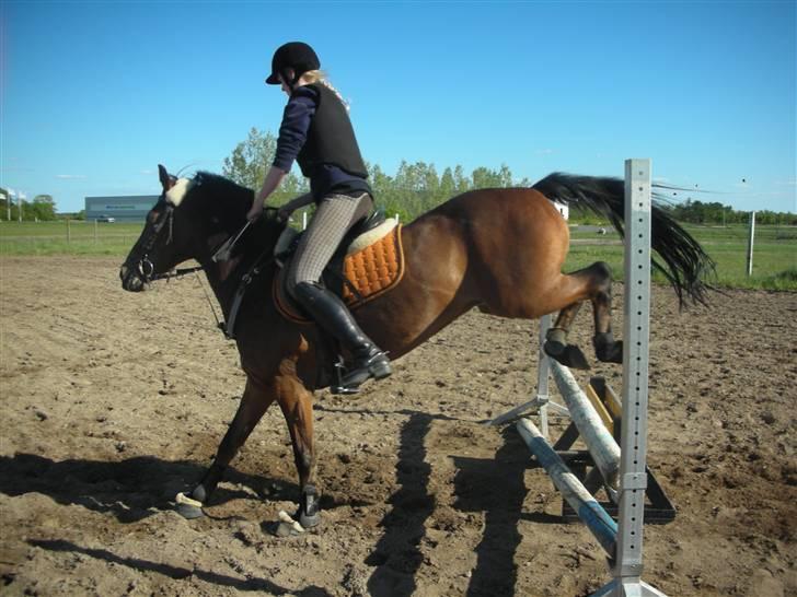 Tysk Sportspony Colorado - Colorado i springning, så sej han er :D d. 12 maj 2009 Foto: Julie Brogård.  billede 19