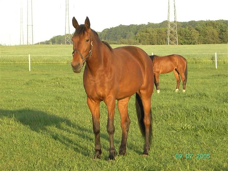 Traver Devils Lady billede 1