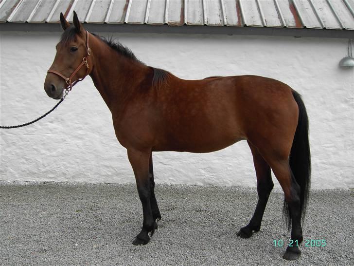 Traver Devils Lady billede 2