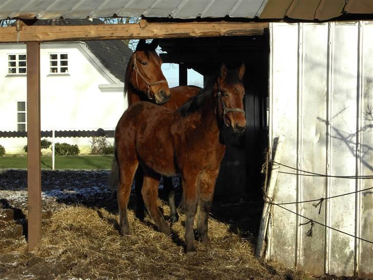 Traver Devils Lady billede 3