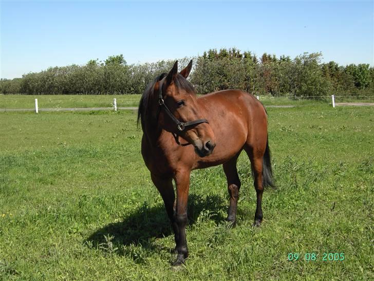 Traver Devils Lady billede 4