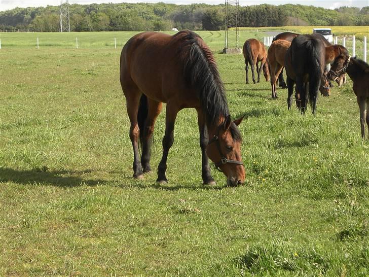 Traver Devils Lady billede 5