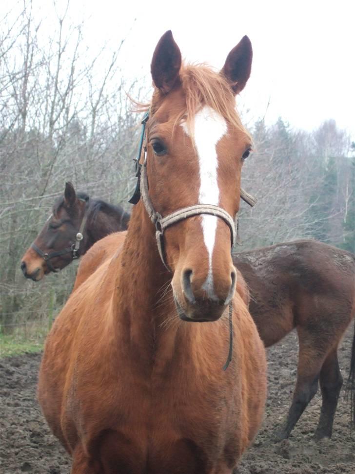 Dansk Varmblod Dakota Skrødstrup DH billede 14