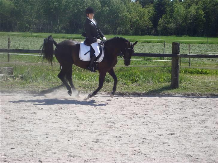 Anden særlig race Fromsmindes Effino. SOLGT - stævne 2009 billede 8