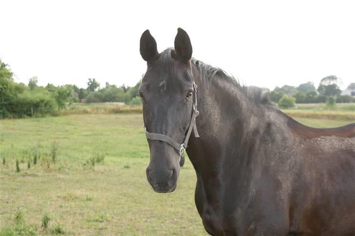 Dansk Varmblod Linka - ER JEG IKKE DEJLIG,DE SYNTES JEG SELV.. billede 1