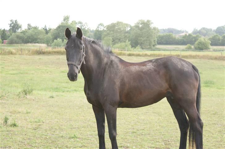 Dansk Varmblod Linka - MIG IGEN .. billede 2