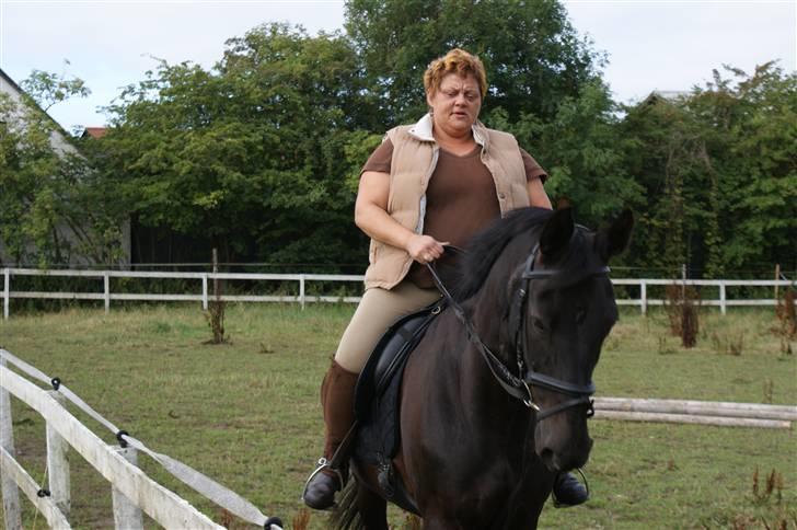 Dansk Varmblod Linka - ´´Se, jeg går pænt !´´ (Tris rider) billede 3