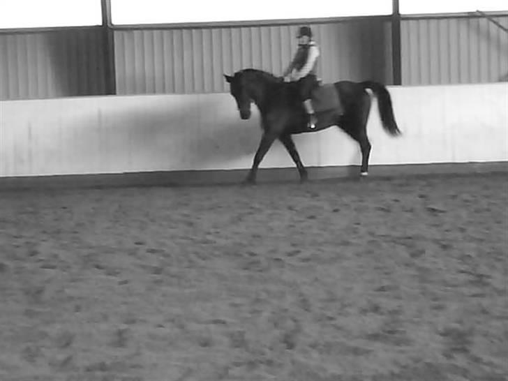 Dansk Varmblod Linka - (Tris rider stadig) billede 4