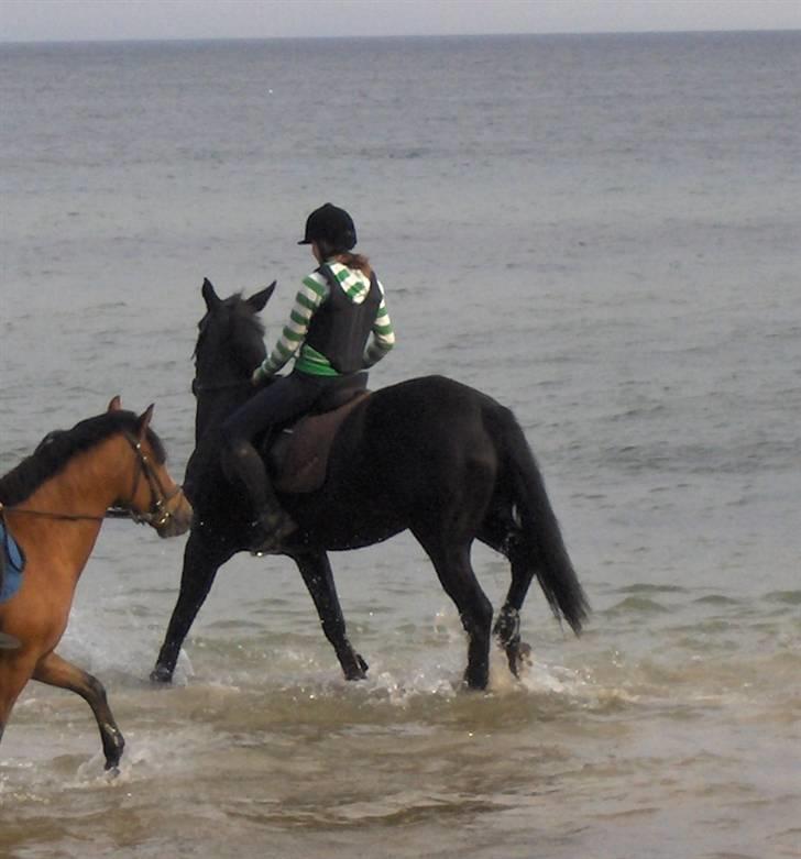 Dansk Varmblod Linka - jubiii vand hvor jeg dog elsker det kom så i andre nu skal der bades billede 5