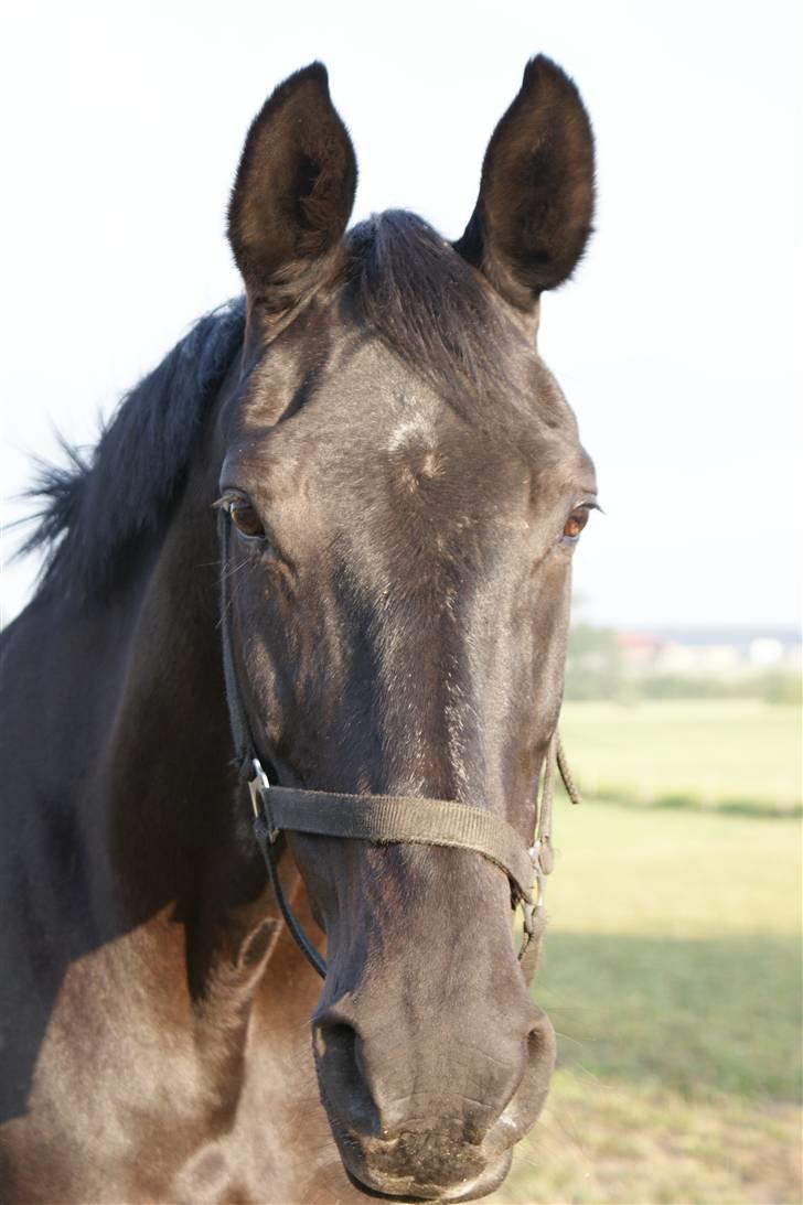 Dansk Varmblod Linka - GIR DU GODBIDER NU billede 6