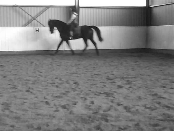 Dansk Varmblod Linka - triss følg nu min takt din ponyrytter billede 7