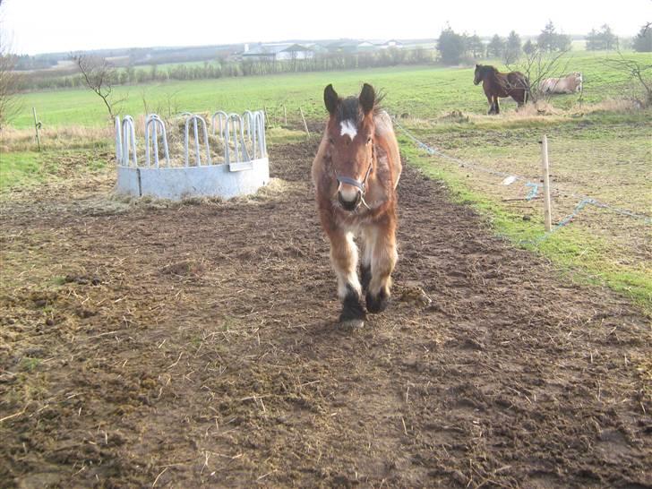 Belgier Rasmus *Solgt* - 20-02-2008 På marken billede 8