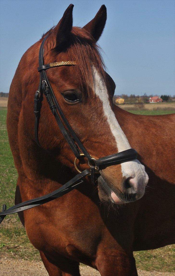 Sportsaraber (A) min smukke Joy  pynter på himmelen nu - smukke. billede 2