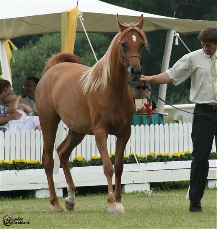 Arabisk fuldblod (OX) Al Lateefah - SOLGT billede 6