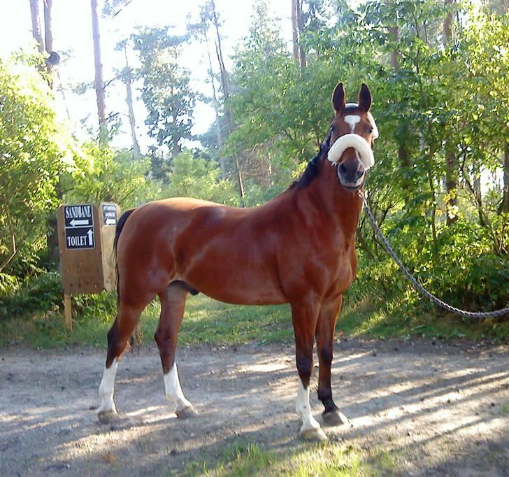 Dansk Varmblod Grøndals Lehar RIP - hihi smukke dig ( taget på mobil derfor ikke så godt!) billede 2