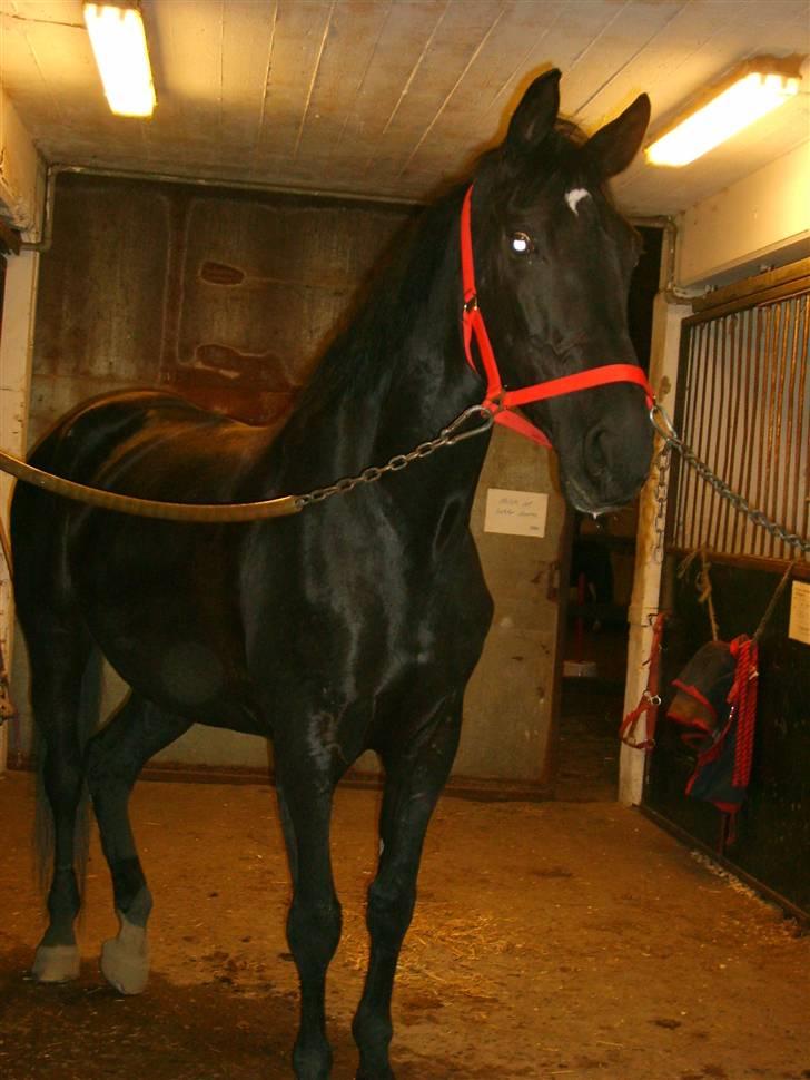 Anden særlig race Madonna billede 1