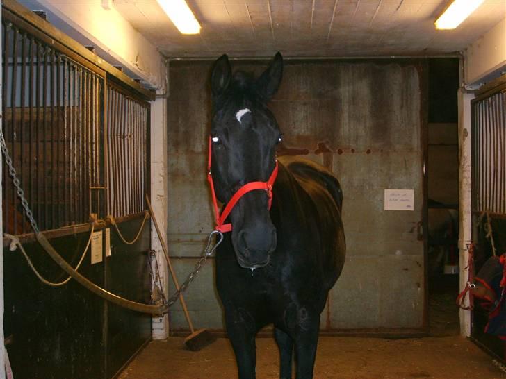 Anden særlig race Madonna billede 5